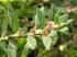 Polygonum aviculare L. Polygonum aviculare L.